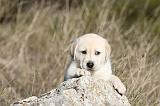 LABRADOR 612